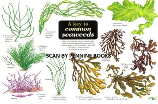 Cover for Steve Morrell · A Key to Common Seaweeds - Occasional Publications S. (Hardcover Book) (2000)