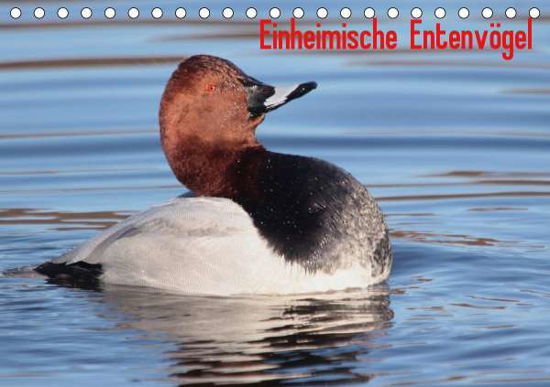 Cover for Erlwein · Einheimische Entenvögel (Tischk (Book)