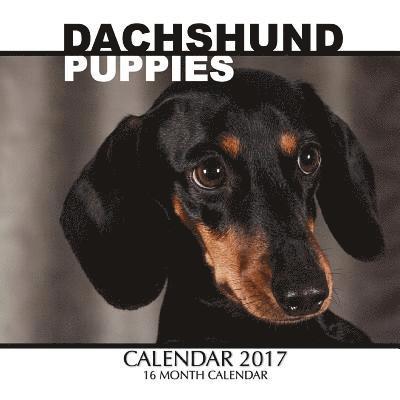 Cover for David Mann · Dachshund Puppies Calendar 201 (Paperback Book)