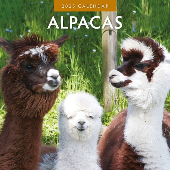 Cover for Red Robin Publishing Ltd. · Alpacas 2025 Square Wall Calendar (Paperback Book) (2024)