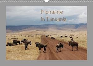 Cover for Falk · Momente in Tansania (Wandkalender (Bog)