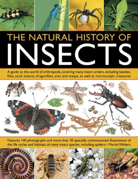 Cover for Martin Walters · Natural History of Insects (Paperback Book) (2013)