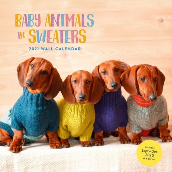 Baby Animals in Sweaters 2021 Wall Calendar - Chronicle Books - Merchandise - Chronicle Books - 9781797201689 - 21. juli 2020