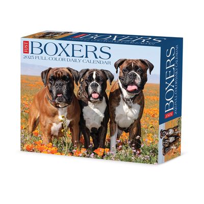 Willow Creek Press · Boxers 2025 6.2 X 5.4 Box Calendar (Kalender) (2024)