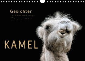 Kamel Gesichter (Wandkalender 2022 DIN A4 quer) - Peter Roder - Merchandise - Calvendo - 9783673576690 - May 12, 2021