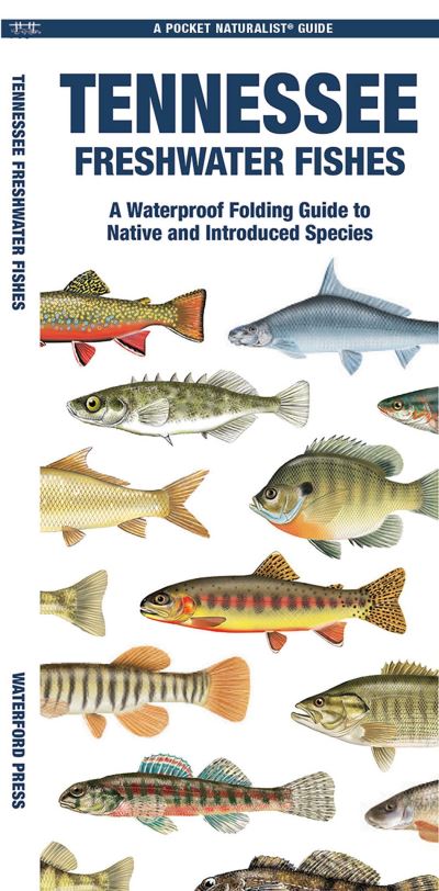 Cover for Waterford Press Waterford Press · Tennessee Freshwater Fishes: A Folding Guide to Native and Introduced Species - Pocket Naturalist Guides (Pamflet) (2024)