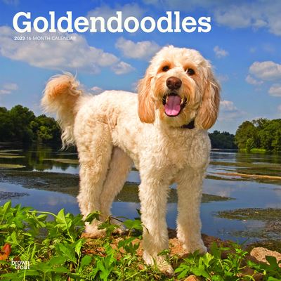 Cover for Browntrout · Goldendoodles 2023 Square Calendar (Calendar) (2022)