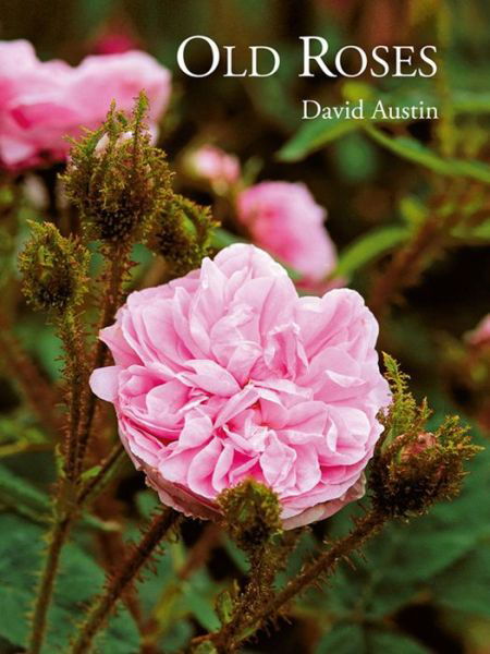 Cover for David Austin · Old Roses (Hardcover Book) (2013)