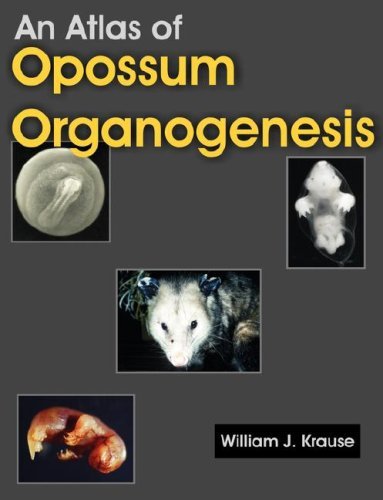 An Atlas of Opossum Organogenesis: Opossum Development - William J. Krause - Books - Universal Publishers - 9781581129694 - March 18, 2008