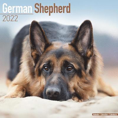 Cover for Kalender · German Shepherd 2022 Wall Calendar (Calendar) (2021)