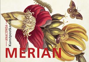 Cover for Maria Sibylla Merian · Postkarten-Set Maria Sibylla Merian (MISC) (2021)