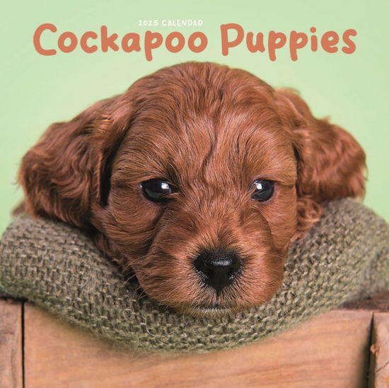 Carousel Calendars · Cockapoo Puppies Square Mini Calendar 2025 (Paperback Book) (2024)