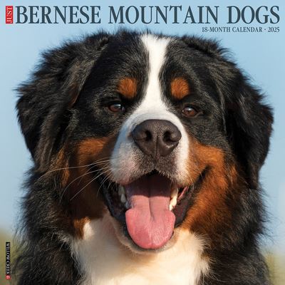 Willow Creek Press · Just Bernese Mountain Dog 2025 12 X 12 Wall Calendar (Calendar) (2024)