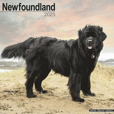 Cover for Newfoundland Calendar 2025 Square Dog Breed Wall Calendar - 16 Month (Kalender) (2024)