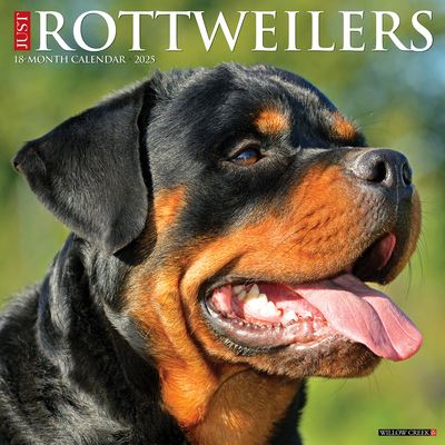 Cal 25 Rottweilers 2025 Wall - Wall - Książki - Willow Creek Press Calendars - 9781549244698 - 1 września 2024