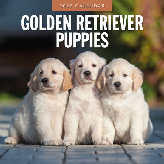 Cover for Red Robin · Golden Retriever Puppies 2025 Square Wall Calendar (Taschenbuch) (2024)