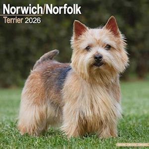 Cover for Norwich / Norfolk Terrier Calendar 2026  Square Dog Breed Wall Calendar - 16 Month (Calendar) (2025)