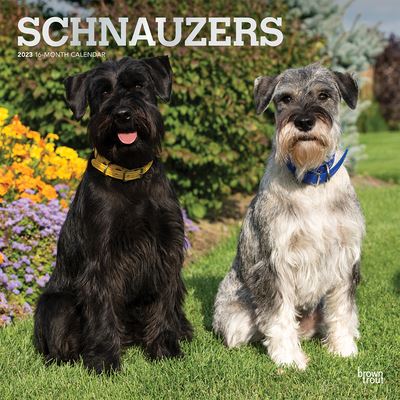 Cover for Browntrout · Schnauzers 2023 Square Foil (Calendar) (2022)