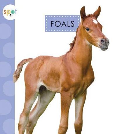 Foals - Anastasia Suen - Kirjat - Amicus - 9781681523699 - tiistai 5. helmikuuta 2019