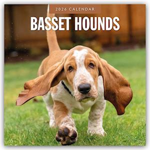 Cover for Red Robin · Basset Hounds 2026 Square Wall Calendar (Paperback Book) (2025)
