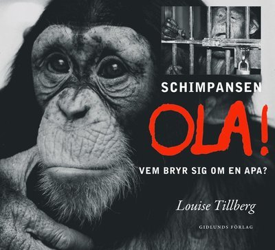 Louise Tillberg · Schimpansen Ola : vem bryr sig om en apa? (Innbunden bok) (2017)
