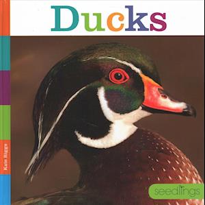 Cover for Kate Riggs · Ducks (Hardcover Book) (2018)