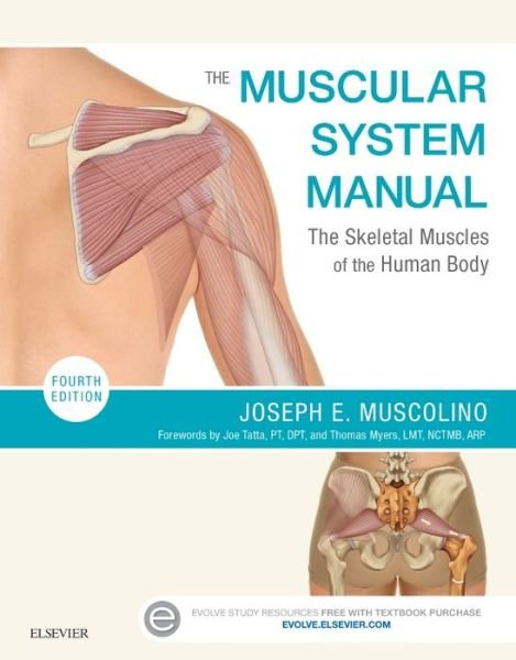 Cover for Muscolino, Joseph E. (Instructor, Purchase College, State University of New York, Purchase, New York; Owner, The Art and Science of Kinesiology, Redding, Connecticut) · The Muscular System Manual: The Skeletal Muscles of the Human Body (Pocketbok) (2016)