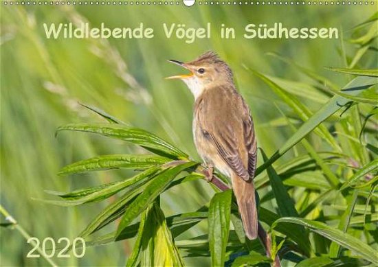 Cover for Buß · Wildlebende Vögel in Südhessen (Wan (Book)