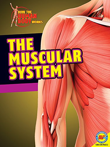 Cover for Simon Rose · The Muscular System (How the Human Body Works) (Hardcover Book) (2014)