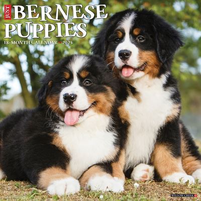 Just Bernese Mountain Puppies 2025 12 X 12 Wall Calendar - Willow Creek Press - Merchandise - Willow Creek Press Calendars - 9781549241703 - September 10, 2024