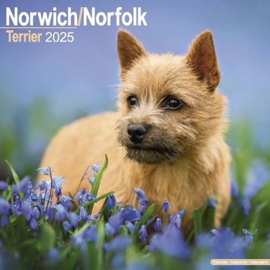 Cover for Norwich / Norfolk Terrier Calendar 2025 Square Dog Breed Wall Calendar - 16 Month (Calendar) (2024)