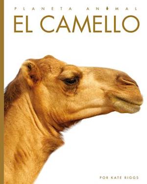 Cover for Kate Riggs · Camello (Bok) (2022)