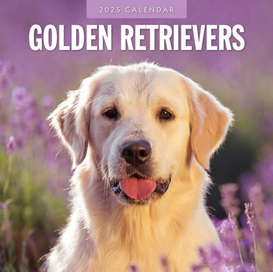 Golden Retrievers 2025 Square Wall Calendar - Red Robin - Książki - Red Robin Publishing Ltd. - 9781804424704 - 6 września 2024