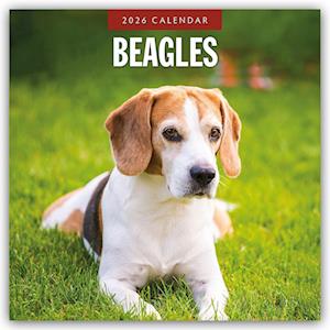 Cover for Red Robin · Beagles 2026 Square Wall Calendar (Paperback Book) (2025)