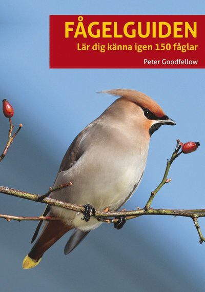 Cover for Peter Goodfellow · Fågelguiden : Lär dig känna igen 150 fåglar (Paperback Book) (2025)