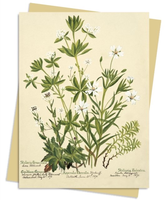 RBGE: Charlotte Cowan Pearson: Stitchworts, Woodruff and Pepperwort Greeting Card Pack: Pack of 6 - Greeting Cards (Flashcards) [Pack of 6 edition] (2024)