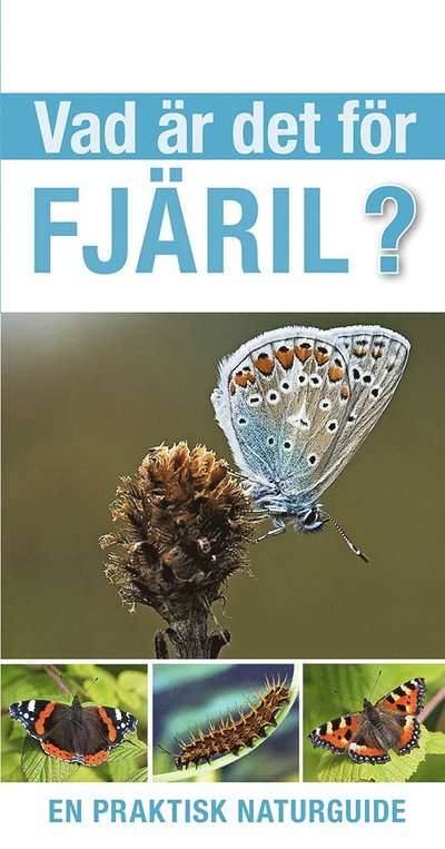 Vad är det för fjäril? - Tom Jackson - Boeken - Tukan Förlag - 9789180377706 - 1 juni 2023