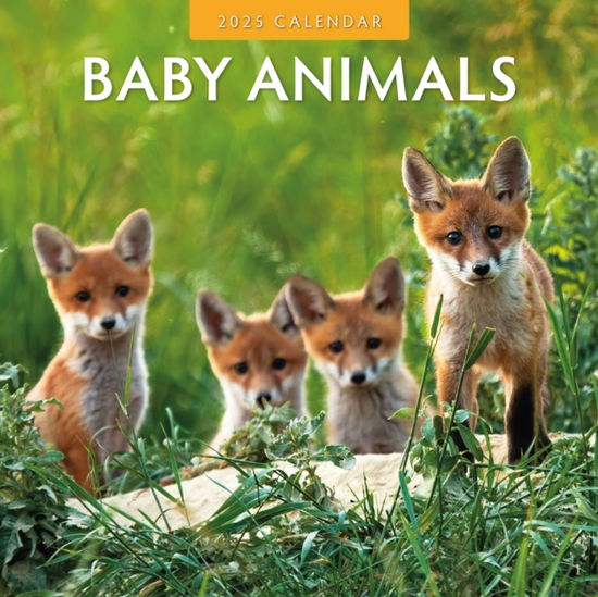 Cover for Red Robin · Baby Animals 2025 Square Wall Calendar (Paperback Book) (2024)