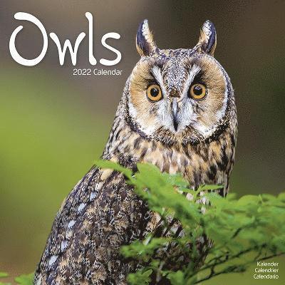 Cover for Kalender · Owls 2022 Wall Calendar (Calendar) (2021)