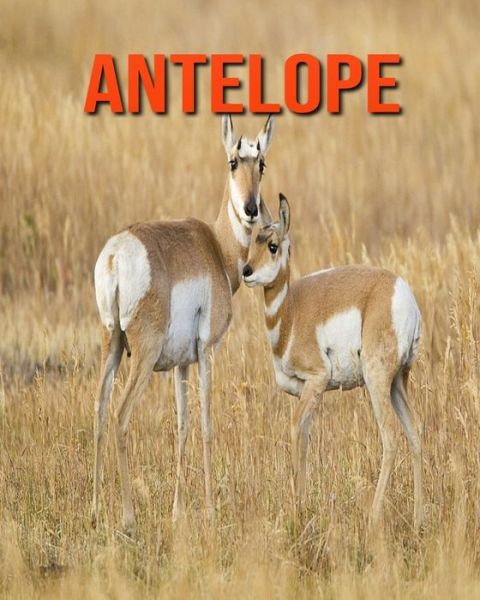 Cover for William Doyle · Antelope (Paperback Book) (2020)