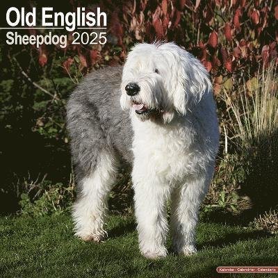 Cover for Old English Sheepdog Calendar 2025 Square Dog Breed Wall Calendar - 16 Month (Kalender) (2024)