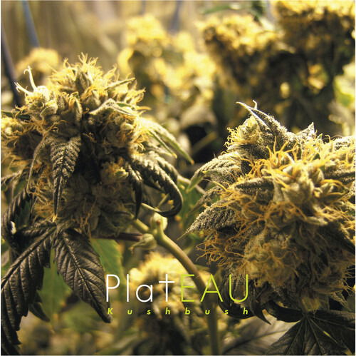 Cover for Plateau · Kushbush (LP) (2024)