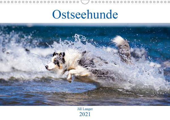 Cover for Langer · Ostseehunde (Wandkalender 2021 D (Book)