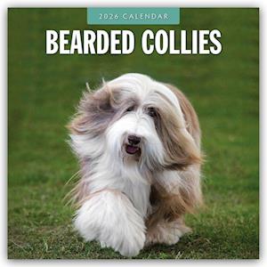 Cover for Red Robin · Bearded Collies 2026 Square Wall Calendar (Paperback Book) (2025)