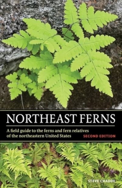 Cover for Steve Chadde · Northeast Ferns (Book) (2023)