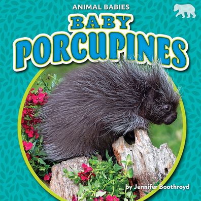 Cover for Jennifer Boothroyd · Baby Porcupines (Hardcover Book) (2021)