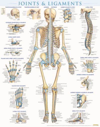 Cover for Vincent Perez · Joints &amp; Ligaments - Laminated (Poster) (2015)