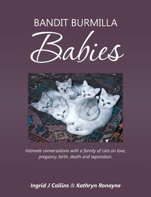 Cover for Ingrid  J Collins · Bandit Burmilla Babies (Paperback Book) (2016)