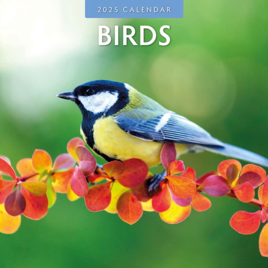 Birds 2025 Square Wall Calendar - Red Robin - Books - Red Robin Publishing Ltd. - 9781804423714 - September 3, 2024