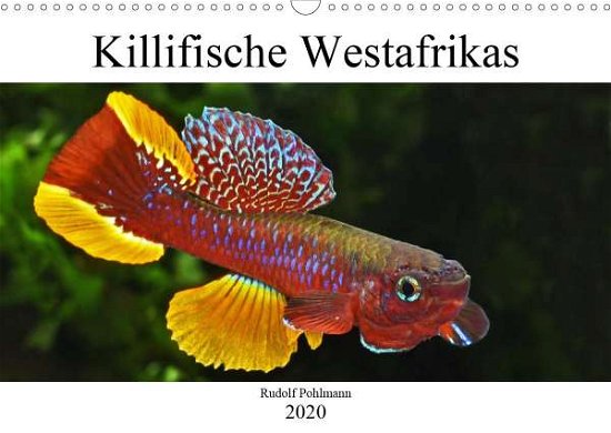 Killifische Westafrikas (Wandk - Pohlmann - Bøker -  - 9783670715719 - 